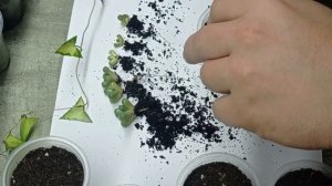 Aloinopsis schooneesii пересадка