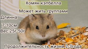 Виды домашних хомяков. Чики_Pet