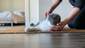 Brushing Scottish Fold Cat - Day 4 Cleaning Misha | Шотландский вислоухий кот