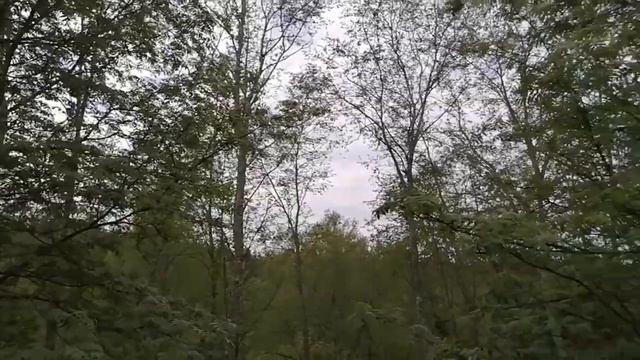 289 Пение птиц и начало цветения яблонь. Май. Утро.