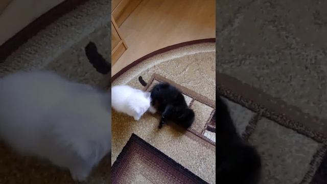 Две девочки красавицы! Белая и черная вислоушка) смотреть онлайн