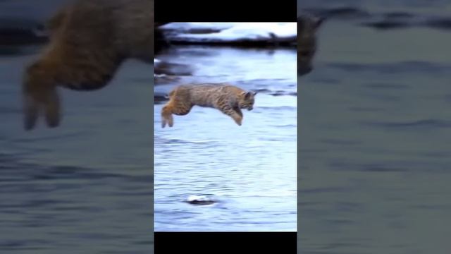 This cat is not afraid of water 😎