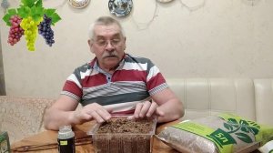 проращивание черенков винограда в опилках