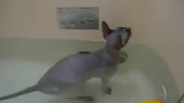 Сфинкс купается в ванне смотреть онлайн