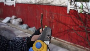 Уроки Щедрого агронома. Как черенковать яблоню и грушу