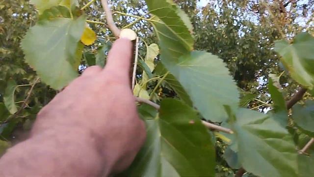 Формирующая обрезка молодой шелковицы в виде куста смотреть онлайн