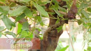 Как вырастить дома лавровый лист