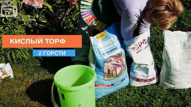 Гортензия посадка и уход - Укрытие гортензии на зиму ? смотреть онлайн