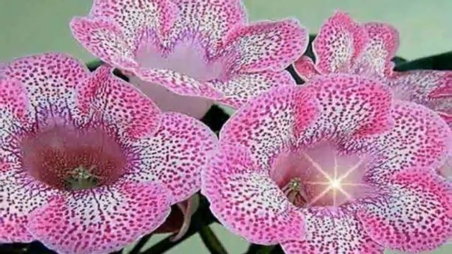 G L O X I N I A - 2 - ! смотреть онлайн