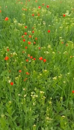#Красота на лесной полянн