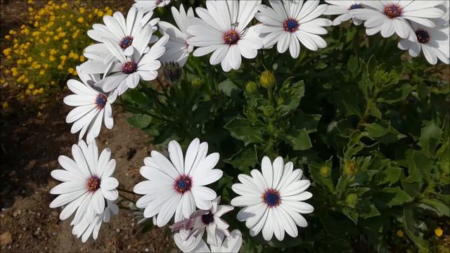 White and purple garden flowers