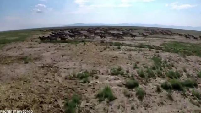 ТОП 10 ПОРОД НЕОБЫЧНЫХ ЛОШАДЕЙ смотреть онлайн