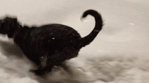 Чарли в засаде...