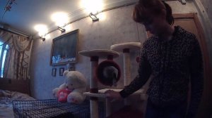 Домик для Мейн куна