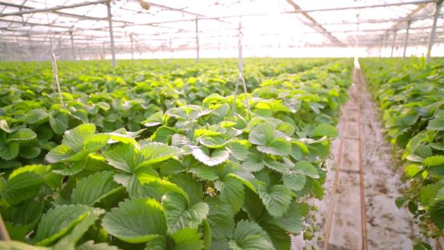 Kekkilä Professional - Superex смотреть онлайн