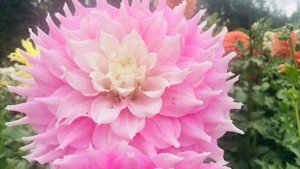 Gitts Perfection Dahlia Bloom @ addicted in Gardening