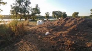 Лебеди идут с обеда. Лебединое семейство. Как ходят лебеди.