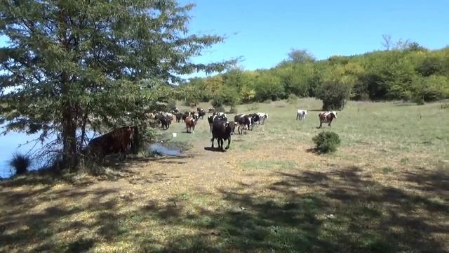 Сомы, Сазаны, Караси. Классная РЫБАЛКА в Адыгеи пос Тамбовский, частный пруд. Живите в Кайф! смотреть онлайн
