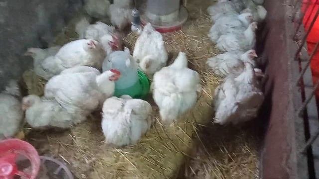 Вес бройлеров!!! Какие планы.