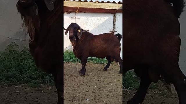 Калахарский козёл 152 кг. завезён за границей в моём хозяйстве по кличке Барон, ватсап +79054444790