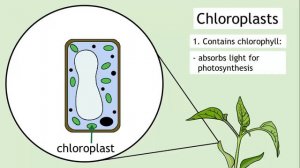 Intro To Cells: Animals & Plants | Cells | Biology | FuseSchool