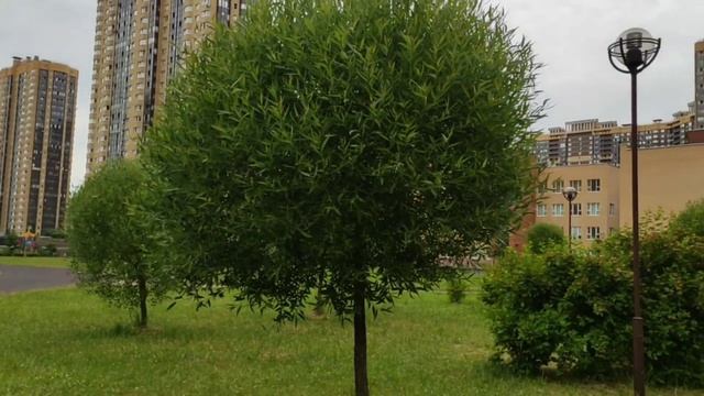 Парнас.Санкт Петербург.Съемка 29 июня 2021. смотреть онлайн