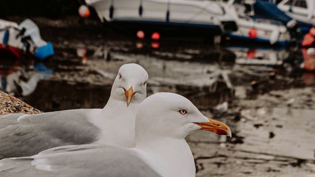 AronChupa, Little Sis Nora - I'm an Albatraoz [Refaat Mridha Remix] смотреть онлайн