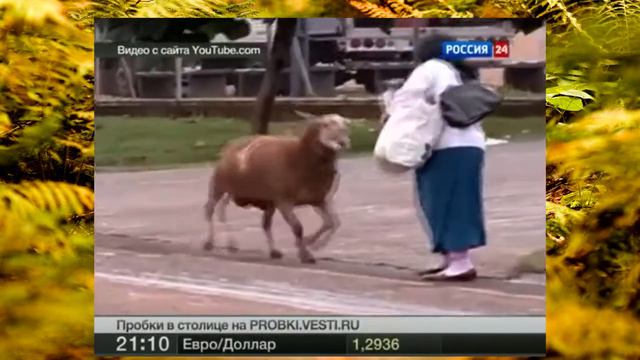 УЖАС!!! Козел напал на женщину смотреть онлайн