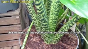 How to care Alocasia zebrina | A complete guide