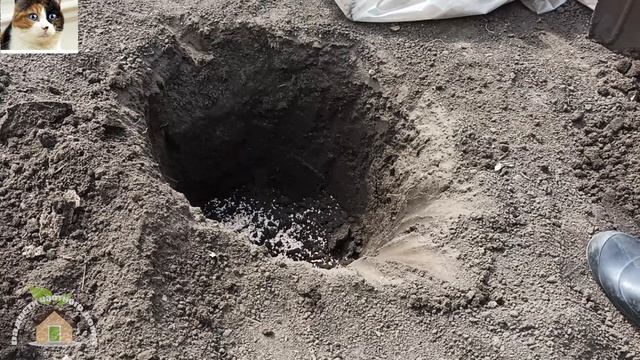 Как правильно посадить Грушу весной саженцами с открытой корневой системой пошагово
