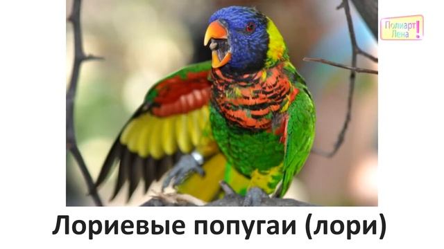 Учим виды попугаев/we teach the types of parrots