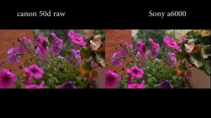 Canon 50d raw vs sony a6000