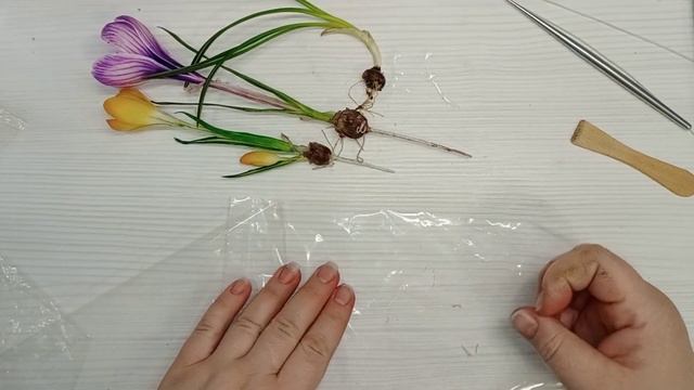 Мастер класс "Луковица Крокуса" из холодного фарфора смотреть онлайн