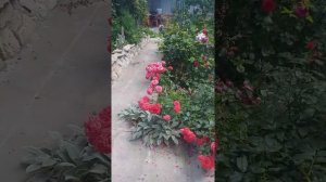 роза черри герл