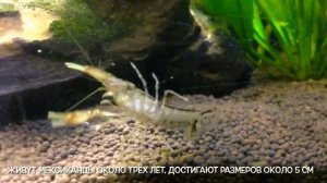 МЕКСИКАНСКИЙ КАРЛИКОВЫЙ РАК ? знакомство..