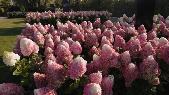 Hydrangea paniculata Living Colourful Cocktail смотреть онлайн