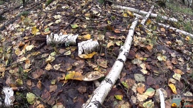 Поход за грибами/Поход за подберёзовиками/Грибы/Сбор грибов/Видео про подберёзовики/Подберёзовики
