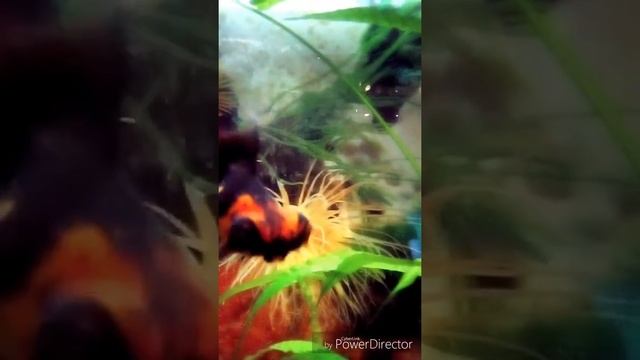 Аквариумные рыбки смотреть онлайн