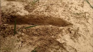 Инженерная подготовка Рысь НН 2019 Окопы, лисья нора