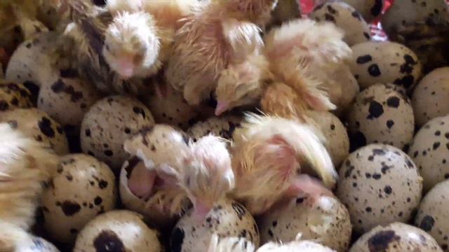 Всё о ПЕРЕПЕЛАХ, на канале Хитрук Елена Жизнь.