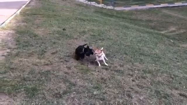 Джек Рассел терьер Vs Скотч терьер