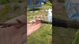 Результат прививки черешни, вишни. Прививка плодовых деревьев. Эксперимент с прививками черешни.