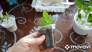 укоренение гортензии крупнолистной