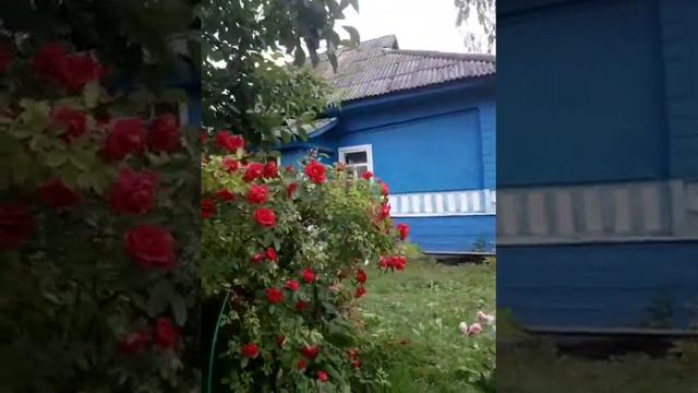 Родина - серебряные росы.Авторская песня