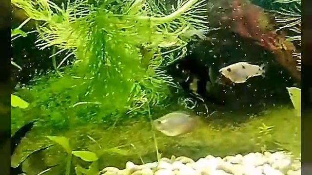 Скалярии , и самка анциструс. смотреть онлайн