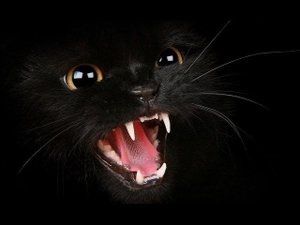 "Укрощение диких кошечек" Урок 1 Любовь к людям