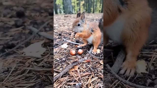 Белка любит грецкий орех больше чем фундук.