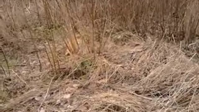 Найди кота смотреть онлайн