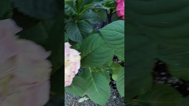 @kakaya_krasota 24.06.Решила переезжать в ютьюб.Нравится мне теперь не только смотреть🙂 смотреть онлайн