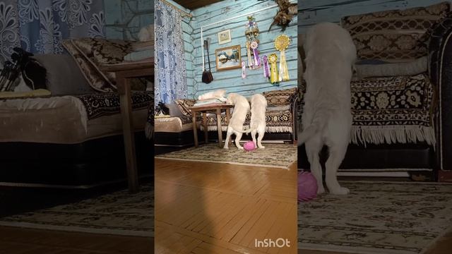 Золотые собаки! Голден ретривер! смотреть онлайн